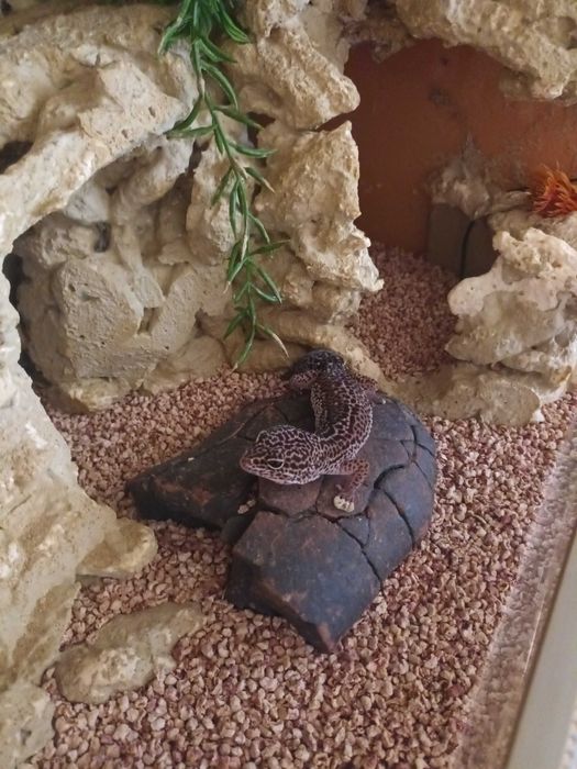 Terrarium dla gekona