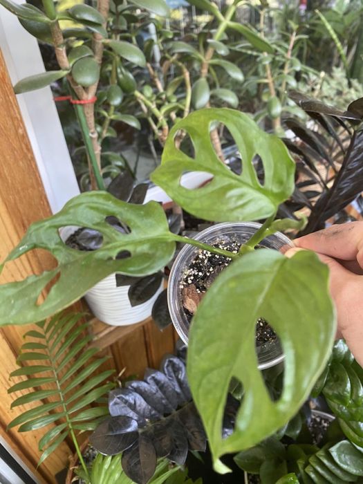 Монстера Манкі Маск домашня рослина