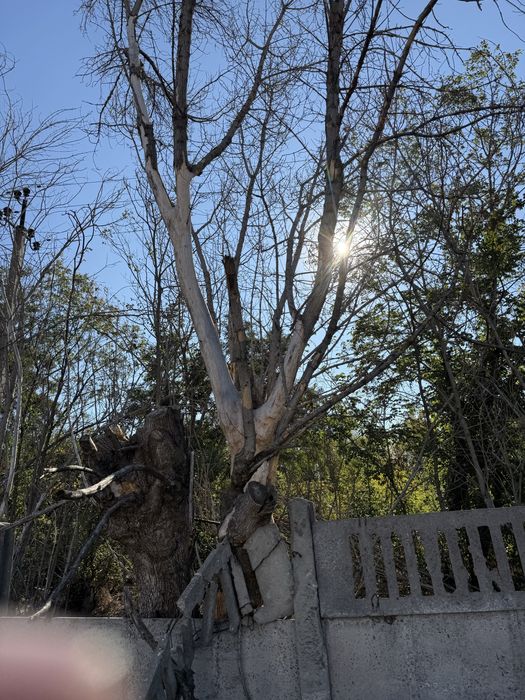 Віддам безкоштовно на дрова