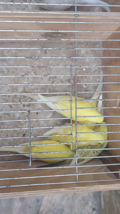 Vendo lote de 11 periquitos