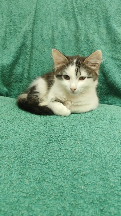 Котята 3 мес в ответственные руки