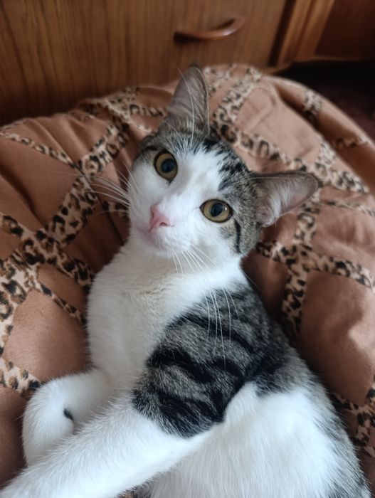 Кіт   котик   кошеня