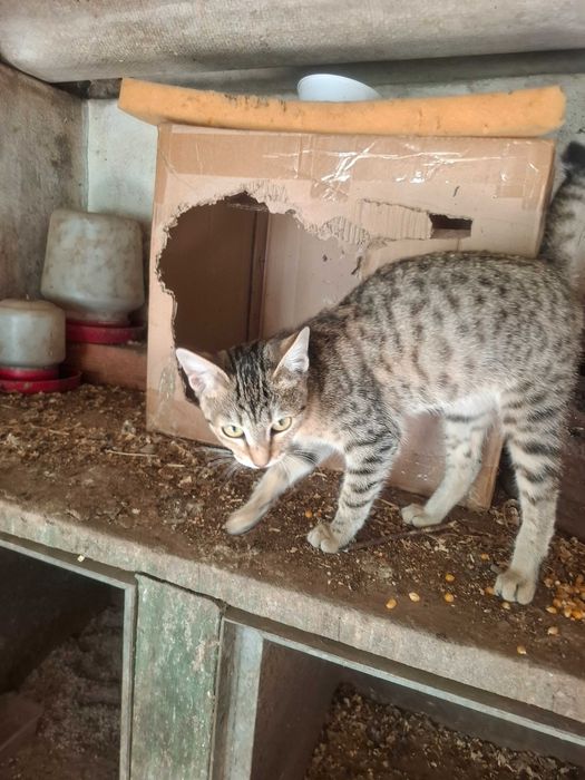 Gatinha para adopção