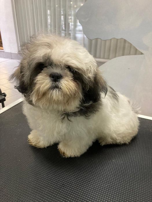 Shih-tzu macho top