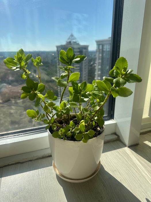 Каланхое кімнатна квітка 40 см