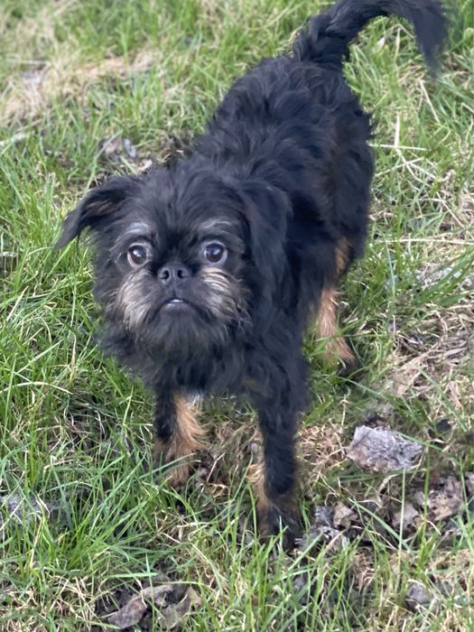 Бельгійський гриффон