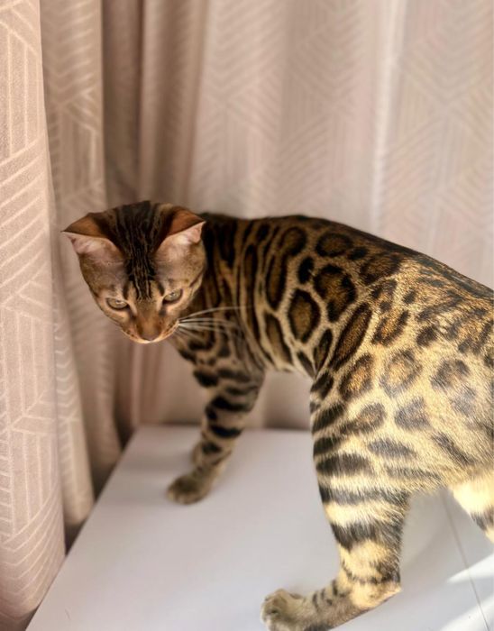 Продаж бенгальських кошенят