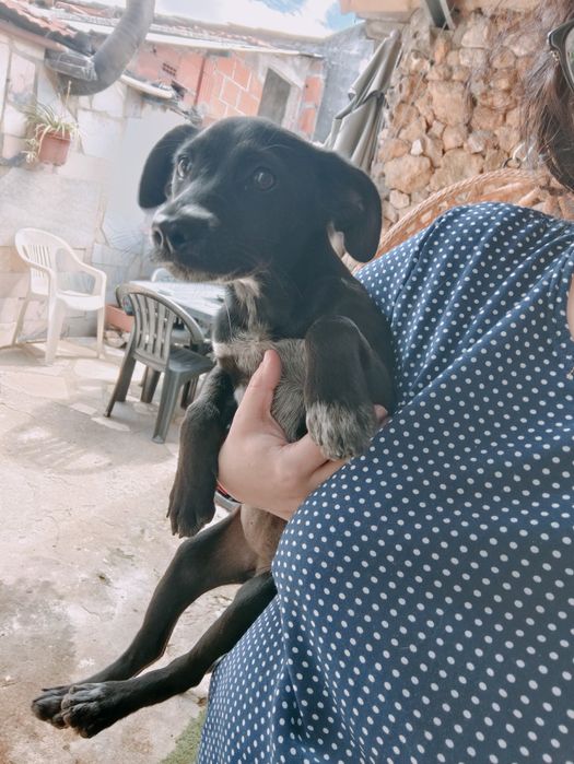Cadela para adopção