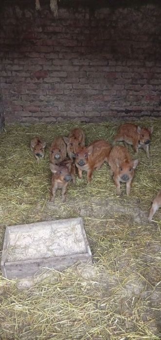 Продам свиней венгерська мангалиця