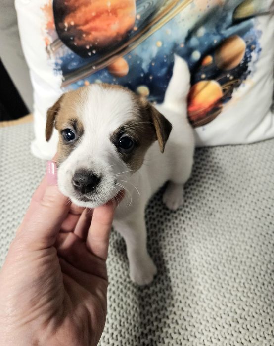 NELA, suczka Jack Russell Terrier FCI, ZKwP