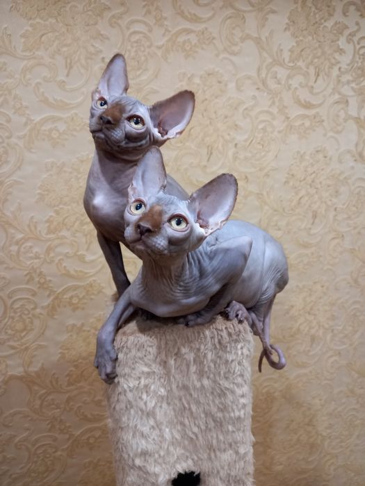 Котята Канадского Сфінкса та Ельфи.