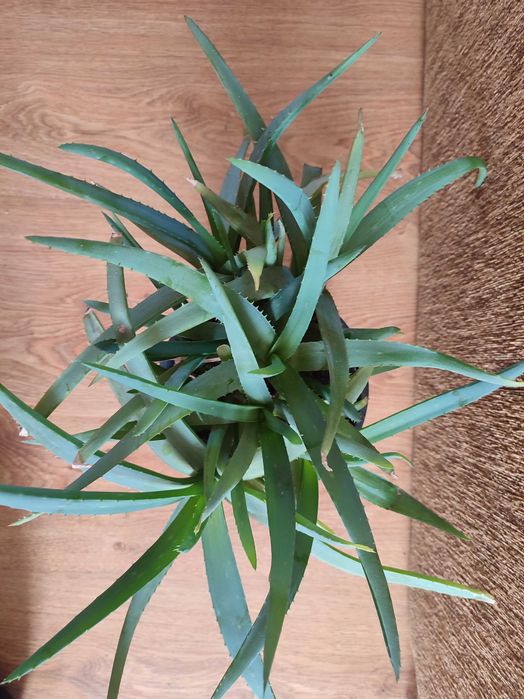 Aloes pełna doniczka
