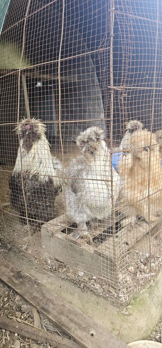 Casais de Silkies Barbudas/ linha USA
