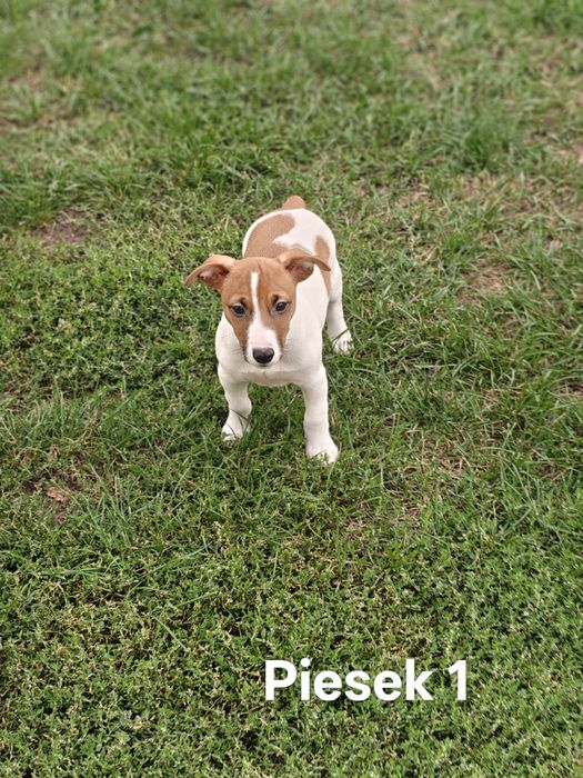 Piesek Jack Russell Terrier