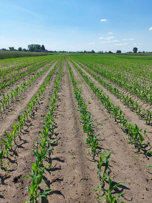 Kukurydza naturalnie suszona bdb kiełkowanie WYSYŁKA