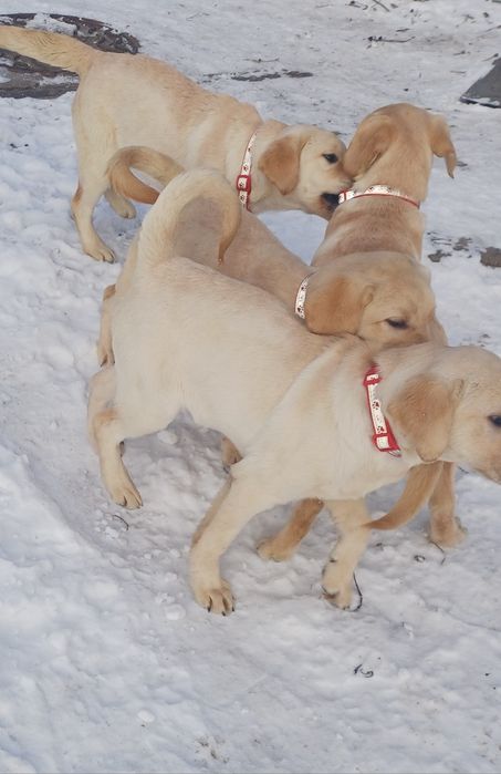 Цуценята-Лабрадорчики