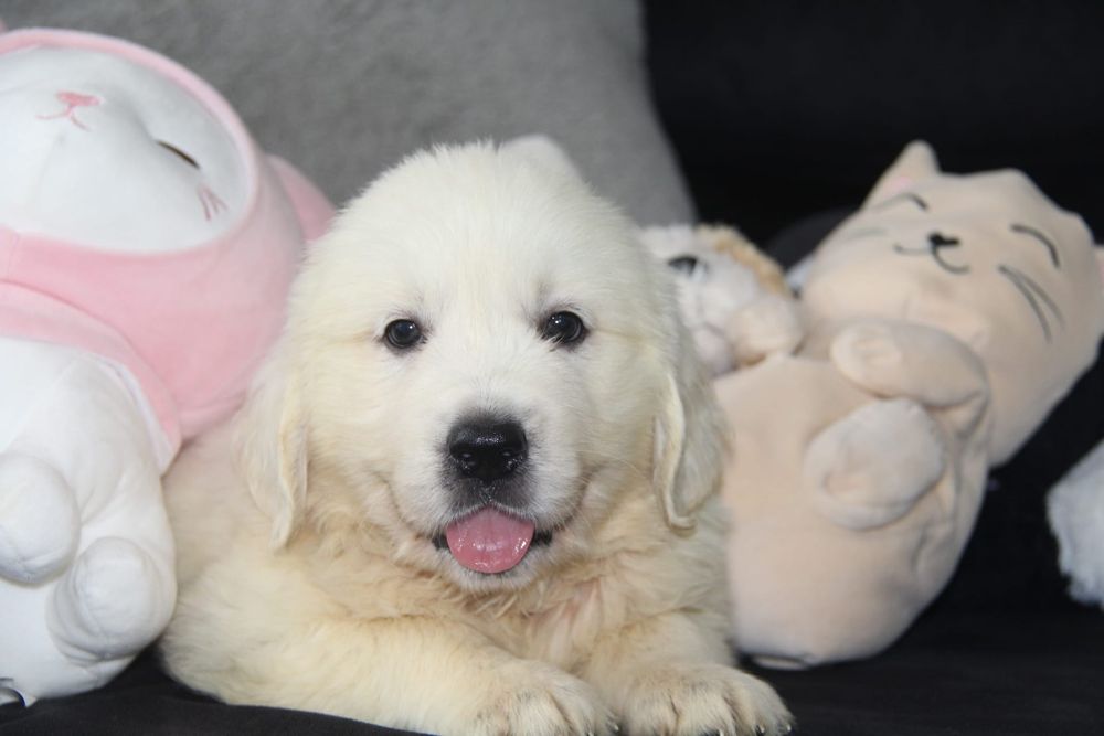 Golden Retriever com Lop e Afixo