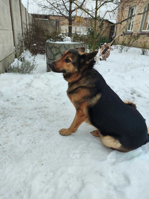 Сука німецької вівчарки безкоштовно