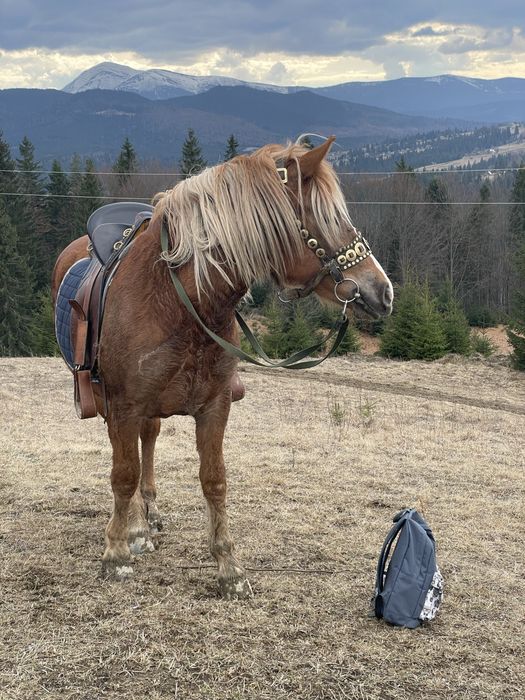 Кінні прогулянки | Ворохта