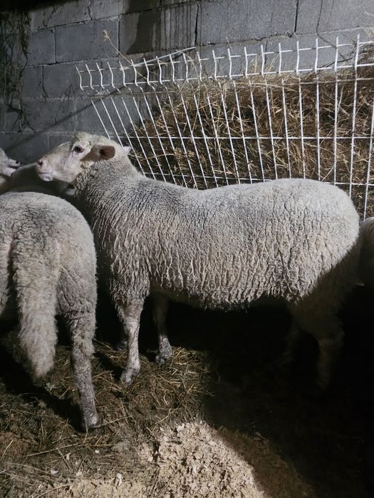 Île-de-France top Vendo ou Troco