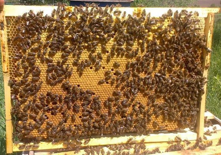 Бджолопакети Карпатка