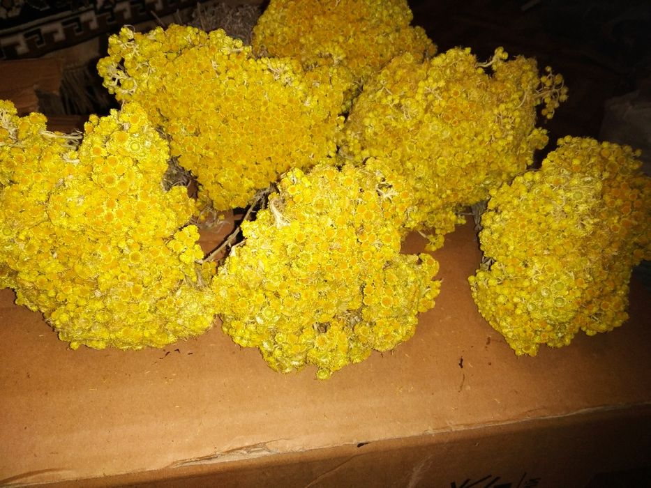 Цмин, бесмертник