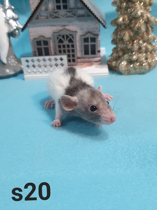 Szczur szczury szczurki