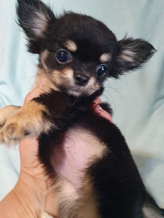 Девочки чихуахуа черноподпалые