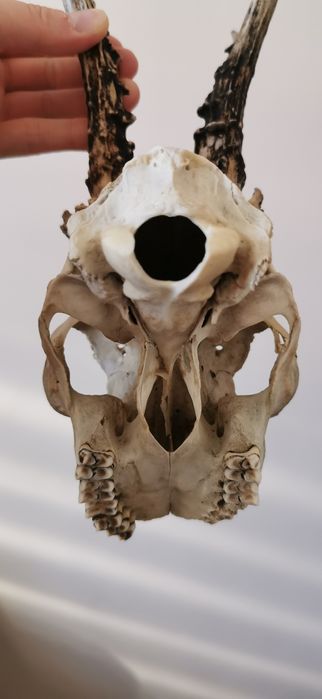 Parostki czaszka kozła naturalna czaszka