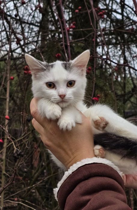 Кошенятко в добрі руки