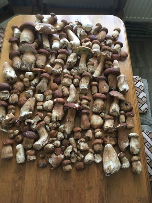 Сушений карпатський гриб, маримух