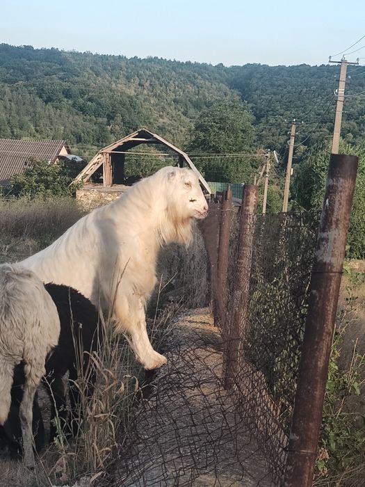 Продається Цап ламанч