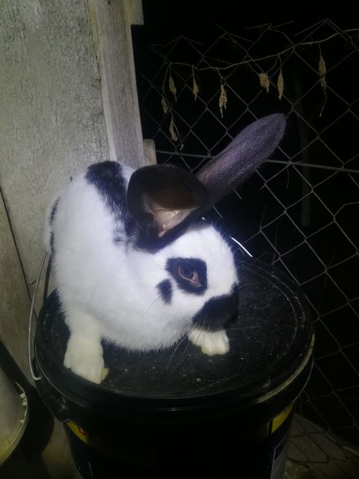 Кролі кролики строкач