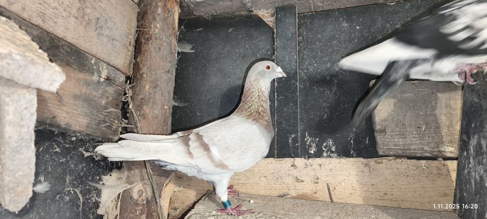 Pocztowe kolorowe samice