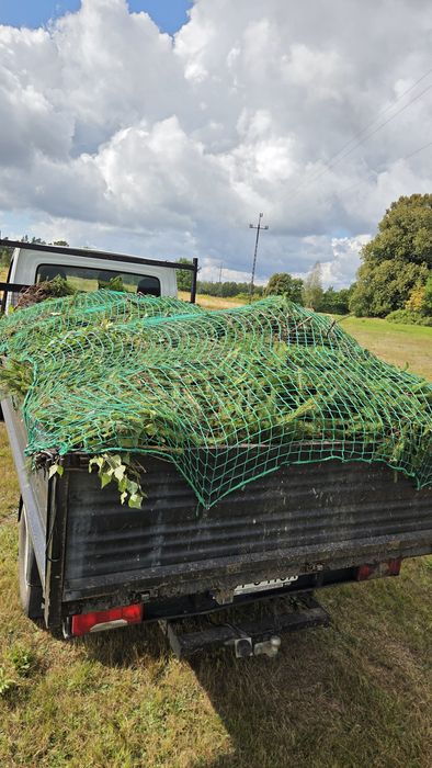 Przycinanie żywopłotów i tui - skracanie, sprzątanie, wywóz