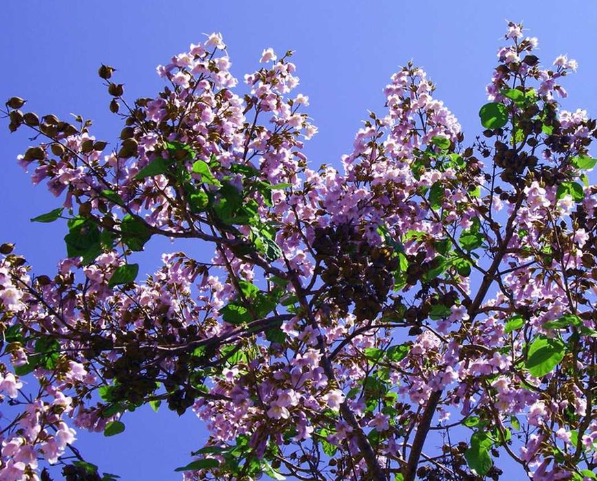 Paulownia cesarskie drzewko szczęścia sadzonki80-100cm