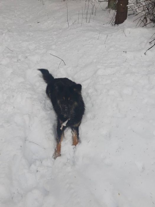 Щенята в добрі руки