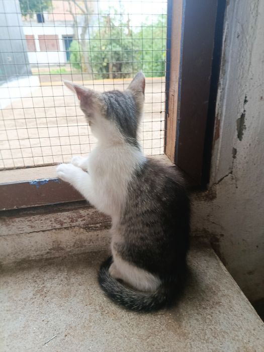 Gatinho bebé para adoção