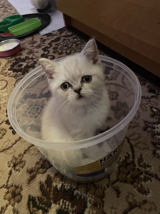 Чистокровні шотландці срібна шиншила