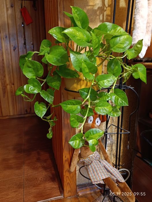 Епіпремнум Global Green