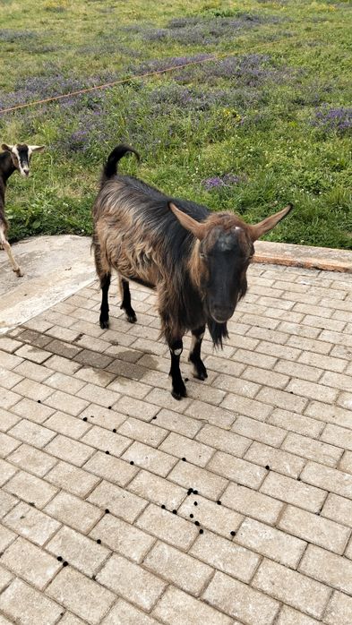 Cabrito com dois anos há procura novo pasto muito meigo adora criancas