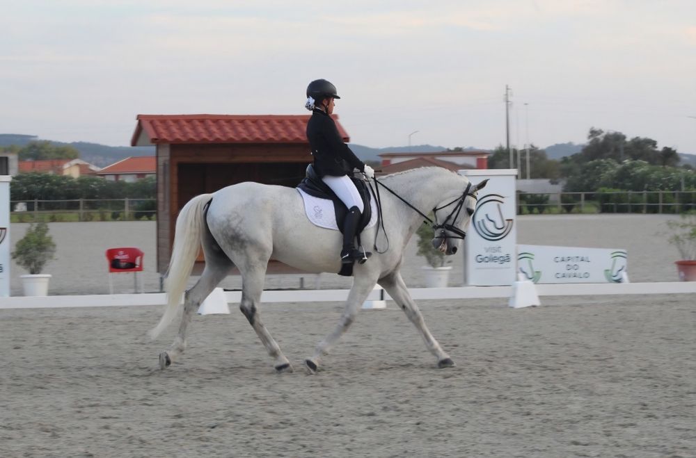 Cavalo Lusitano para venda