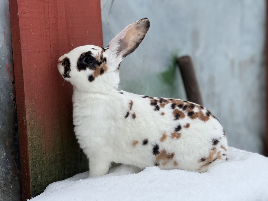 Samiec rex reks trójbarwny dalmatynski czarno zolty