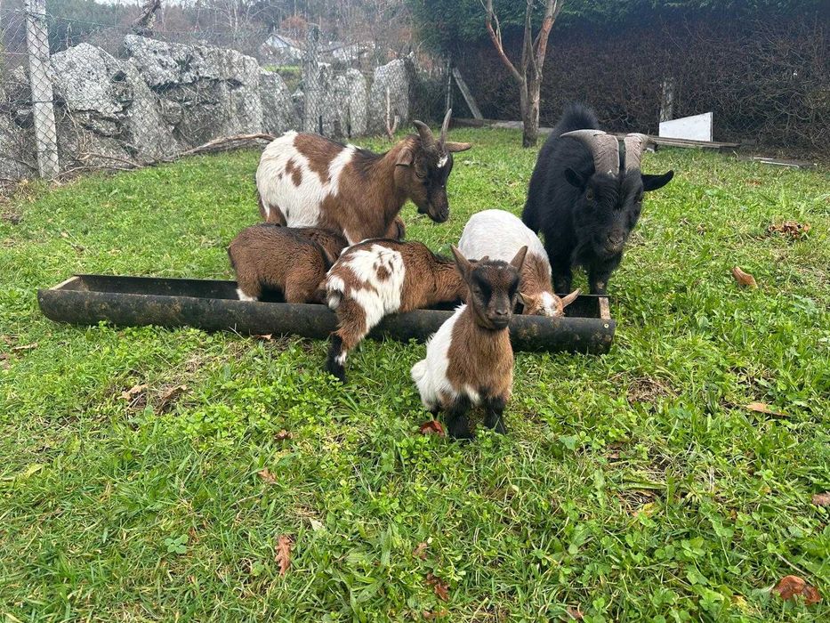 Vendo Cabritos de Raça Anã