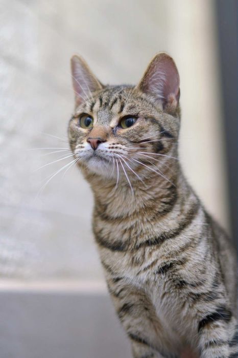 отдам кота, 11 месяцва, мальчик,