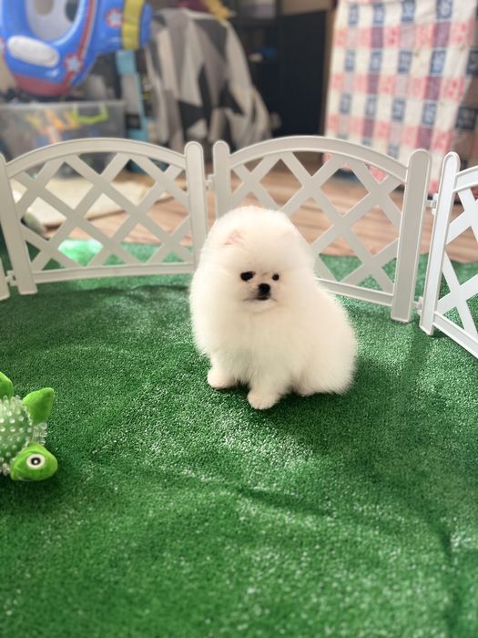 Супер Хлопчик Мішка померанець