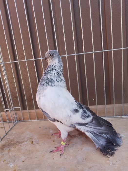 Samiec Szek Polski 2023r