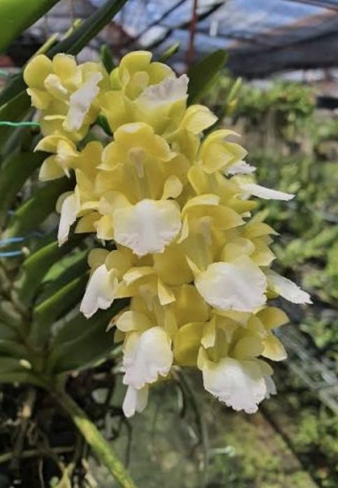 Ванда Aerides houlletiana var. alba