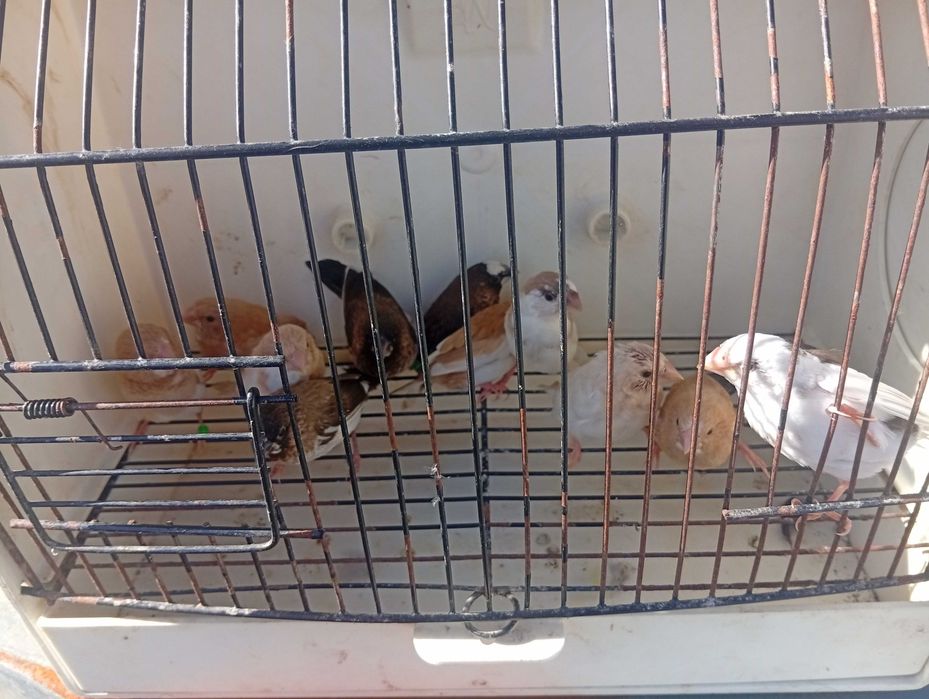 Ring necks caturras diamantes de gould e bengalins