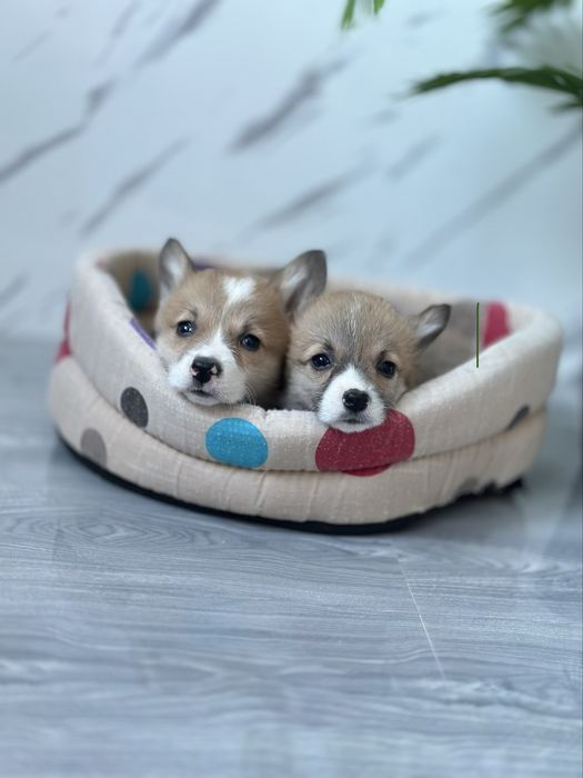 Елітні цуценята коргі бобтейл